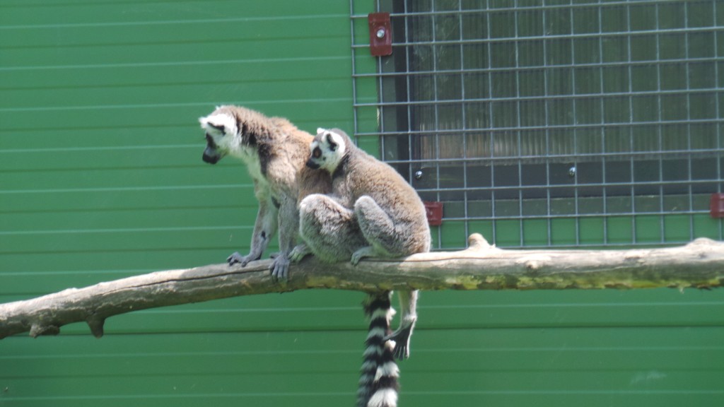 lemuriens_parc_des_felins