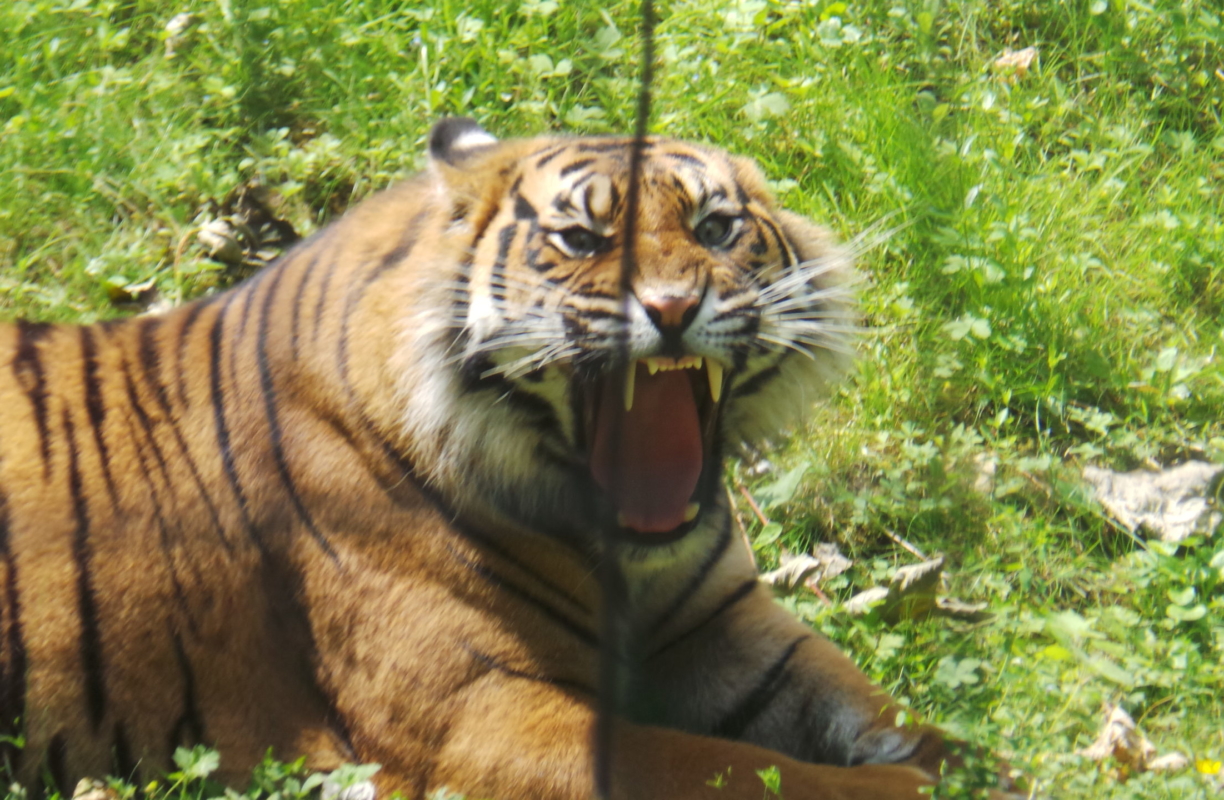 Sortie en famille : Le parc des Félins – pédagogique, fun et engagé