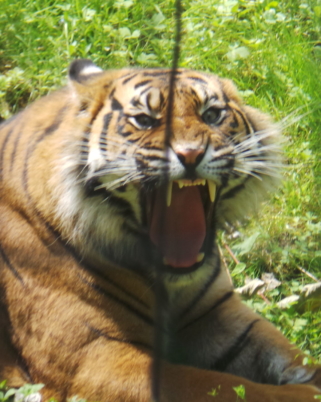 Sortie en famille : Le parc des Félins – pédagogique, fun et engagé