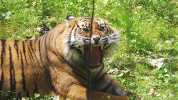 Sortie en famille : Le parc des Félins – pédagogique, fun et engagé