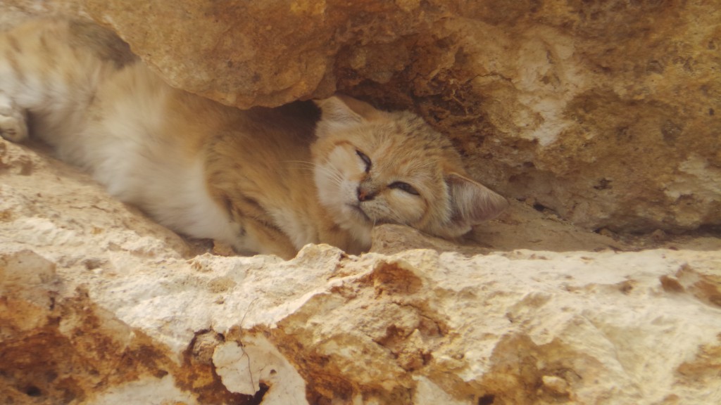 parc_des_felins_chat_des_sables