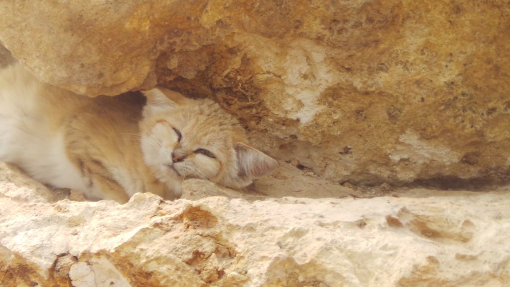 parc_des_felins_chat_des_sables_2